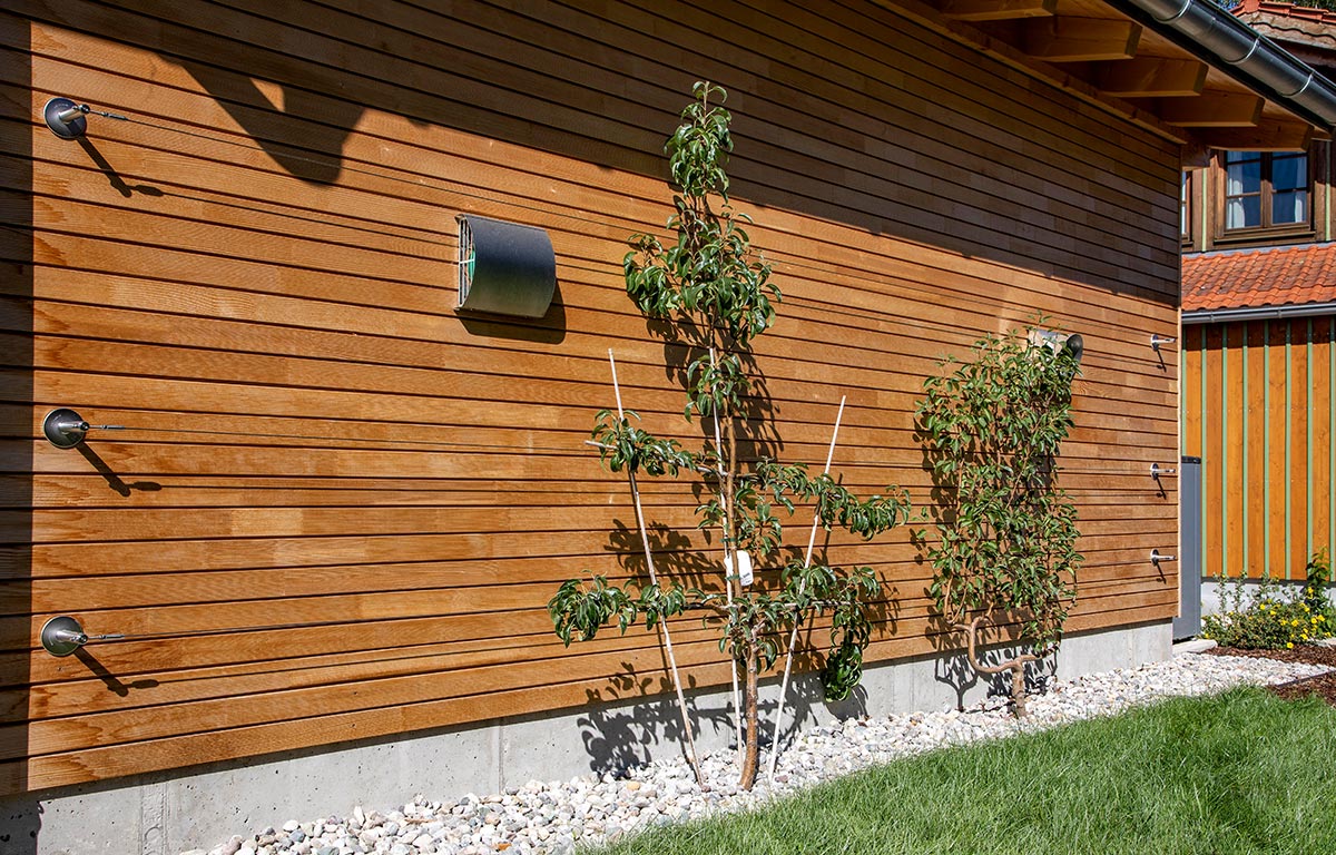 Junge Kletterpflanzen wachsen an gespannten Drähten entlang der Holzfassade eines Hauses in Chieming.